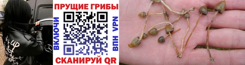 Псилоцибиновые грибы Magic Shrooms  Балашов 